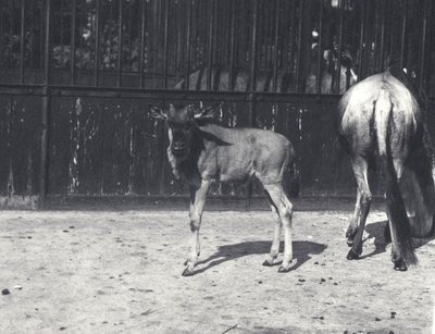 1917年8月、ロンドン動物園でヌーまたはヌーと子供 作： Frederick William Bond